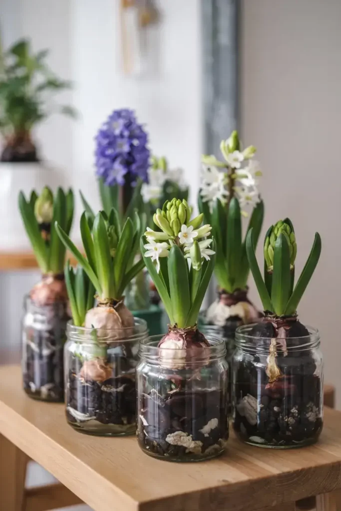 Hyacinths bulbs growing in glass jars filled with soil.